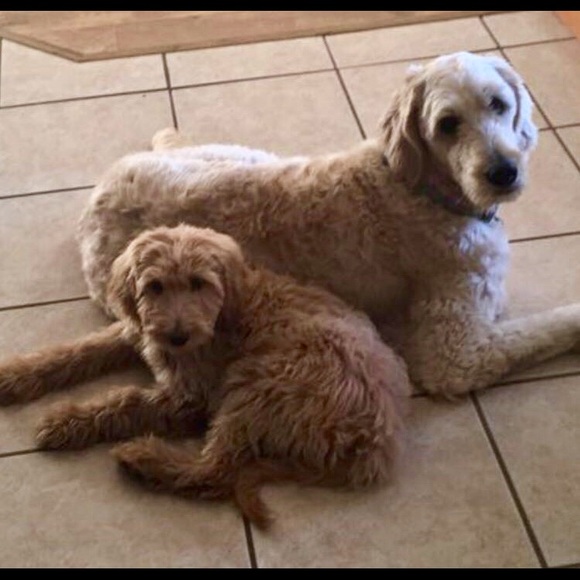 Meet your Posher, Maile - Picture 6 of 6